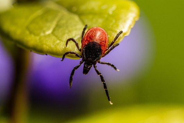 Tick Control in Brookfield